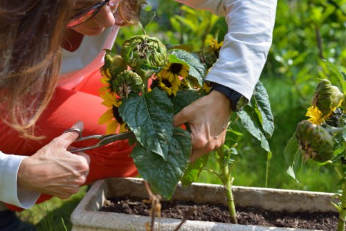 Healthy garden maintenance in Gipsyhill with well-kept plants and pathways